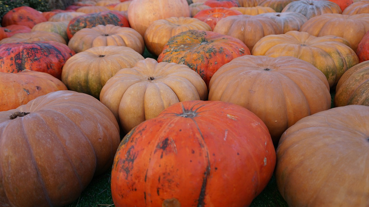 Lots of differently coloured and shaped pumpkins, illustrating an article on pumpkin picking in Derbyshire